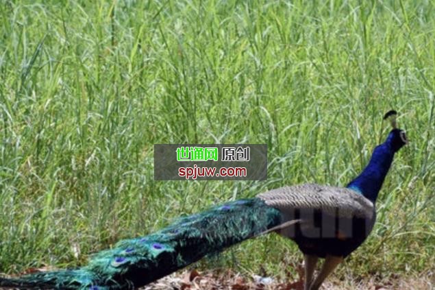 7只孔雀在泰米尔纳德邦被发现死亡，调查