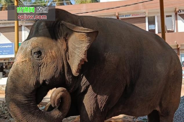 2头野生大象进入动物园后，南丹卡南动物园对游客关闭