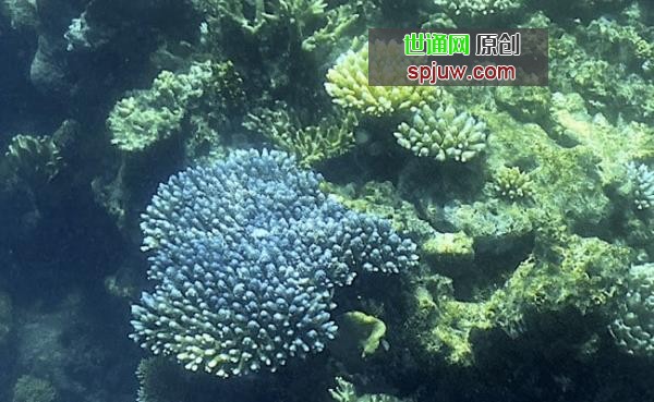 澳大利亚称大堡礁正遭受“大规模白化”