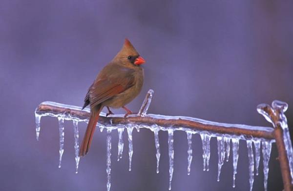 Female Northern Cardinal roosted on an ice-covered branch