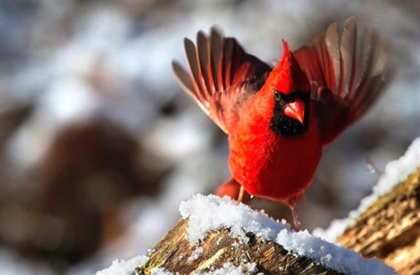 Female Northern Cardinal harvesting berries