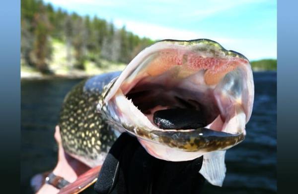 Mouth of a 43” Mo<em></em>nster Pike Photo by: Ray Dumas https://creativecommons.org/licenses/by-sa/2.0/