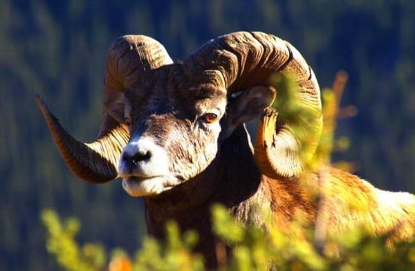 Portrait of a Big Horn Rocky Mountain Sheep Photo by: (c) photocdn8 www.fotosearch.com