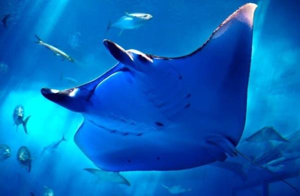 Closeup of a manta ray Photo by: Ken FUNAKOSHI https://creativecommons.org/licenses/by-sa/2.0/