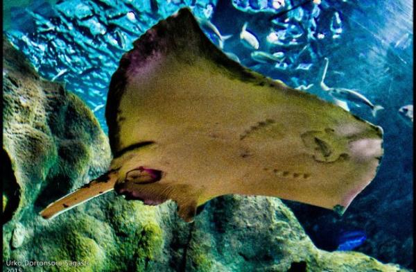 Manta ray photographed from the under side Photo by: Urko Dorro<em></em>nsoro https://creativecommons.org/licenses/by-sa/2.0/