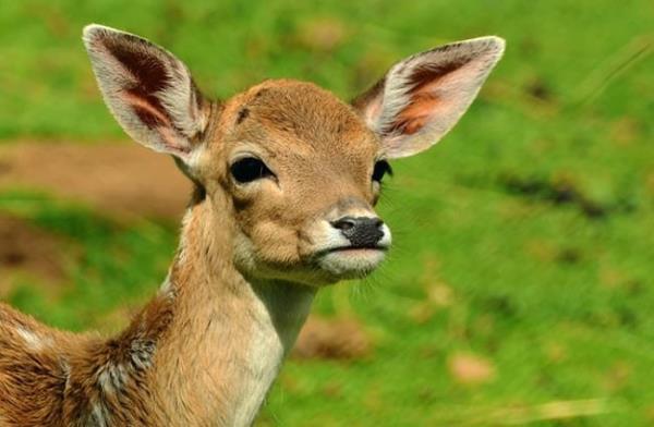 Beautiful Fallow Deer doe
