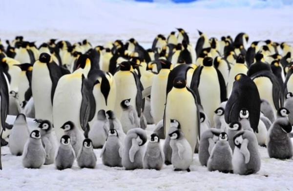 Emperor Penguins at Snow Hill, Antarctica. Photo by: (c) vlad2000 www.fotosearch.com