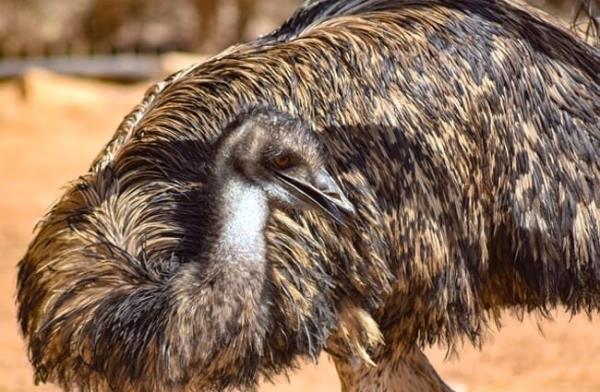 The beautiful plumage of an Emu Photo by: Dimitris Vetsikas https://pixabay.com/photos/emu-bird-animal-nature-ornithology-3714415/ 