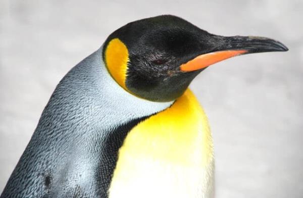 Emperor Penguin in profile. Photo by: (c) WilliamJu www.fotosearch.com 