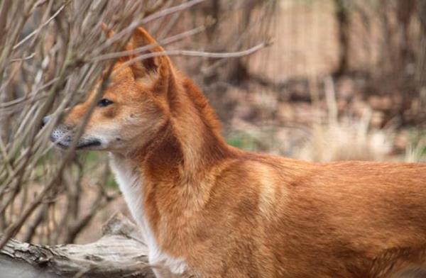 Profile of a wild dingo. Photo by: Teri Tynes https://creativecommons.org/licenses/by/2.0/