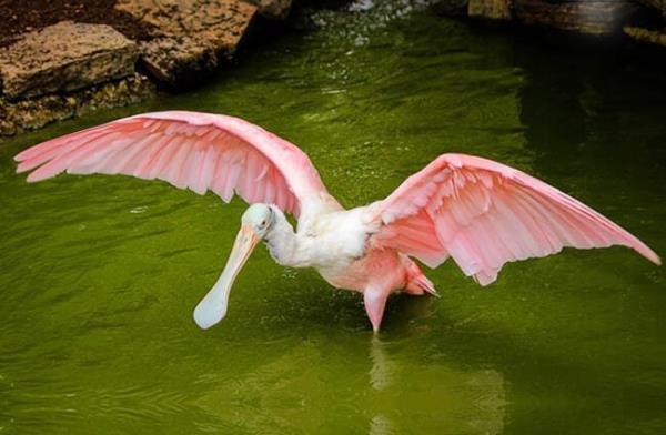 Roseate Spoo<em></em>nbill showing off his impressive wingspread Photo by: JamesDeMers, Public Domain https://pixabay.com/photos/spoonbill-crane-roseate-spoonbill-447723/ 
