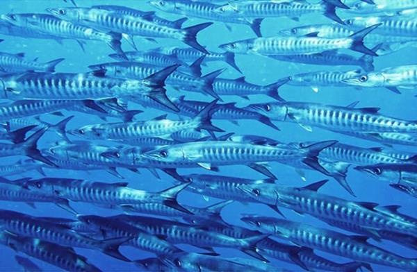 School of Blackfin Barracudas Photo by: Bernard DUPONT https://creativecommons.org/licenses/by-sa/2.0/ 
