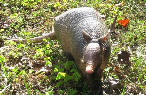 Armadillo roaming around Carney Island State Park, Florida Photo by: Kristine Paulus https://creativecommons.org/licenses/by/2.0/