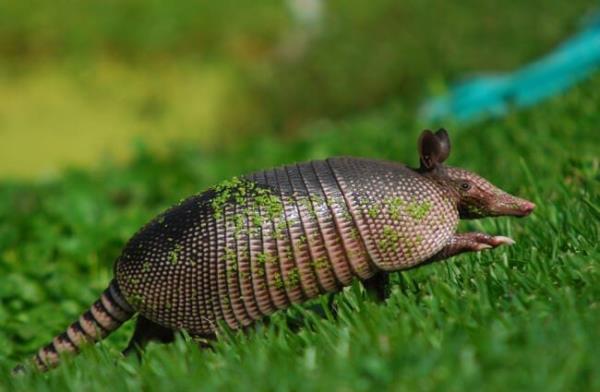 Armadillo photographed near Cancun, MexicoPhoto by: Chris van Dyckhttps://creativecommons.org/licenses/by/2.0/