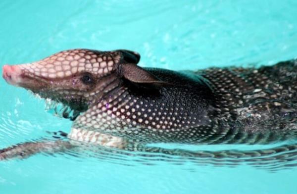 Armadillo taking a dip in the neighbor&#039;s pool! Photo by: Dawn Ashley https://creativecommons.org/licenses/by/2.0/