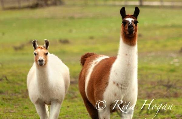 Stunning Alpacas, clean and shiny Photo by: Rockin&#039;Rita https://creativecommons.org/licenses/by-nd/2.0/ 