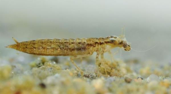 A nymph drago<em></em>nfly larvae
