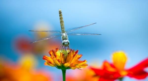 A drago<em></em>nfly perched on a flower
