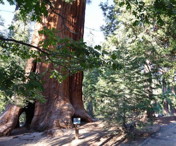 帮助还是阻碍?美国科学家讨论如何拯救巨型红杉