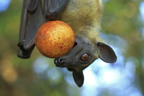 证据显示，非洲蝙蝠不会传播病毒