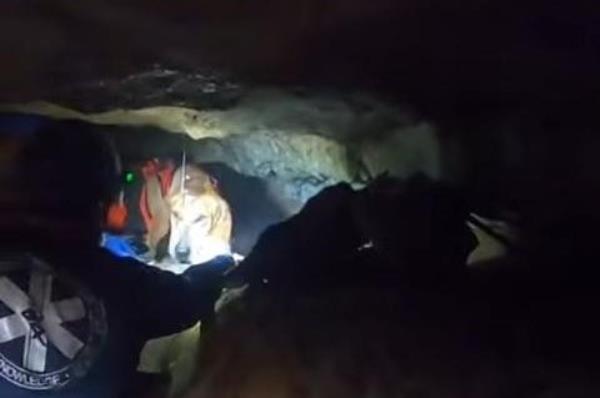 狗追浣熊进阿拉巴马山洞，被困住了
