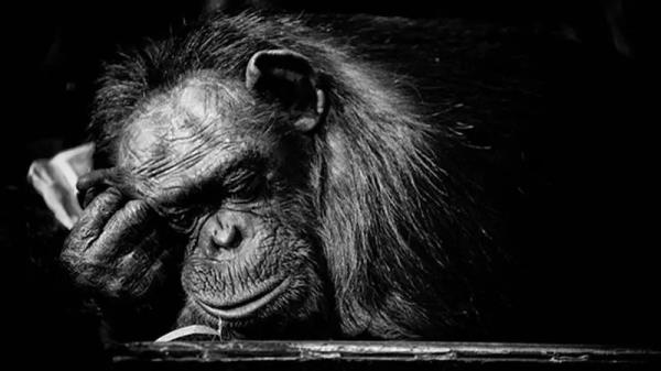 倭黑猩猩并不像我们想象的那样爱好和平