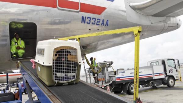 美国航空公司放宽了宠物政策，允许主人携带同伴作为随身行李