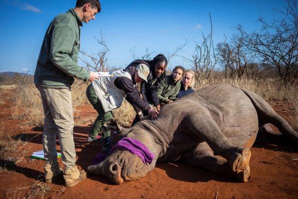 南非急于去犀牛角，以保护它们免受偷猎者的侵害