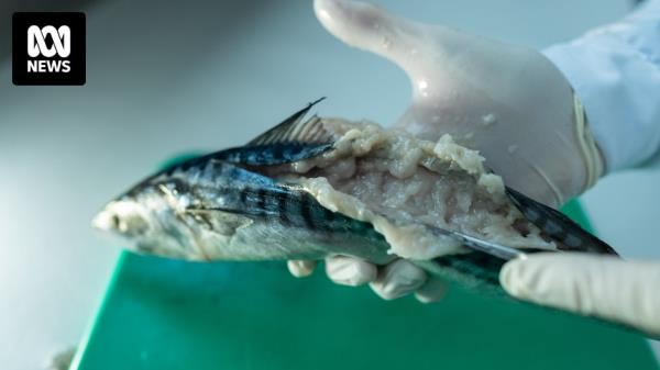 携带寄生虫的鱼会把肉变成糊状，在新南威尔士州南部被捕获