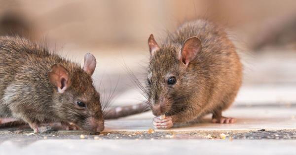 老鼠可以“降低20%的财产价值”——使用它们讨厌的24便士物品来阻止它们