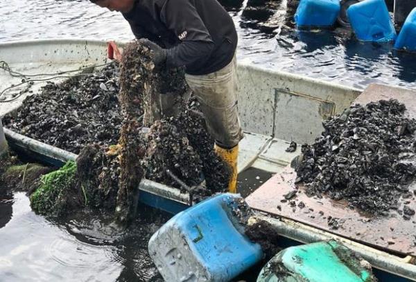 受污染贻贝:马六甲渔业部继续监测