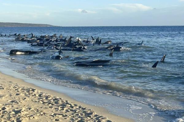 超过100头搁浅的领航鲸在西澳大利亚获救