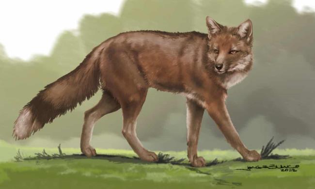 在古代墓葬遗址发现的狐狸骨头表明，这种动物可能被当作宠物饲养