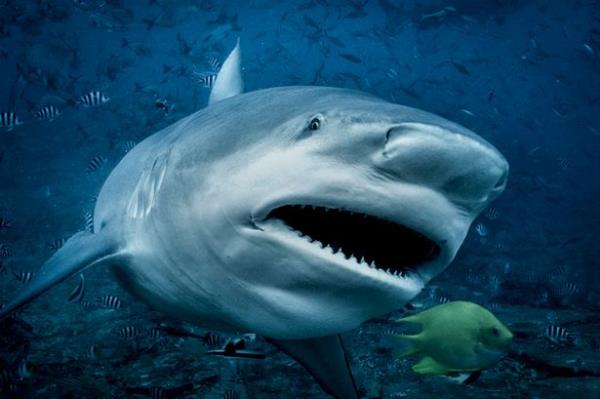 警告发布后，64岁的英国人遭遇恐怖鲨鱼袭击，与死神搏斗